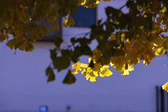 日差しに映える銀杏の梢