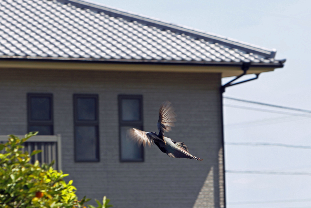 雄キジの飛翔  飛ぶのは苦手です