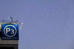 撮影の邪魔をするムクドリの群れ