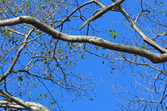 実家の椋の大木