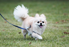 今日も元気にお散歩