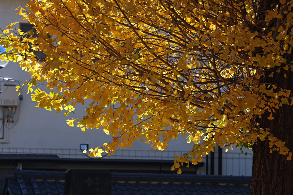 色付くイチョウ