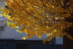 色付くイチョウ