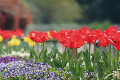 さいた～さいた～♬