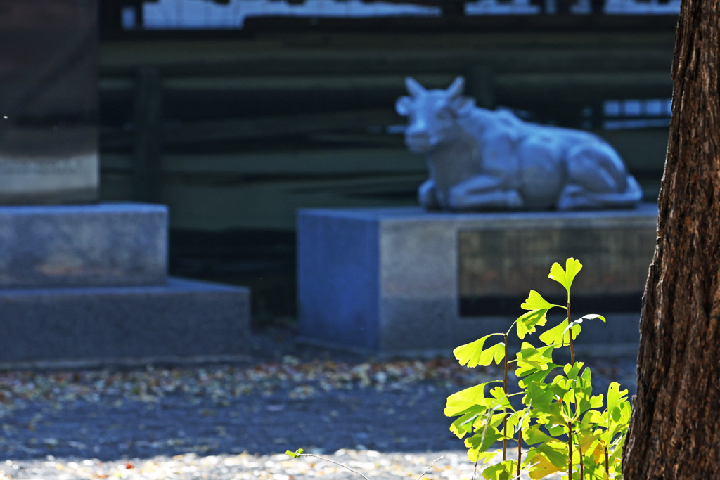 神社のイチョウと御神牛