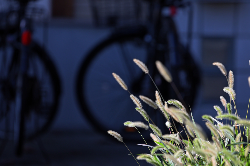 道路端のエノコログサ