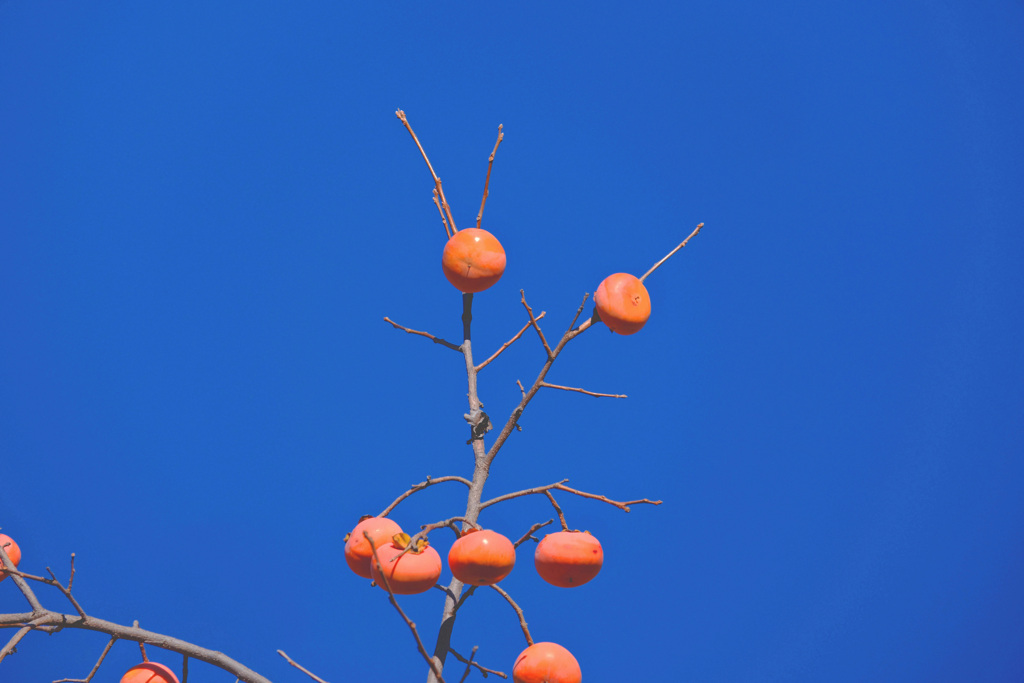 葉の落ちた冬の柿