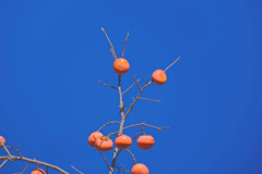 葉の落ちた冬の柿