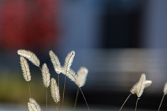 道路端のエノコログサ 2