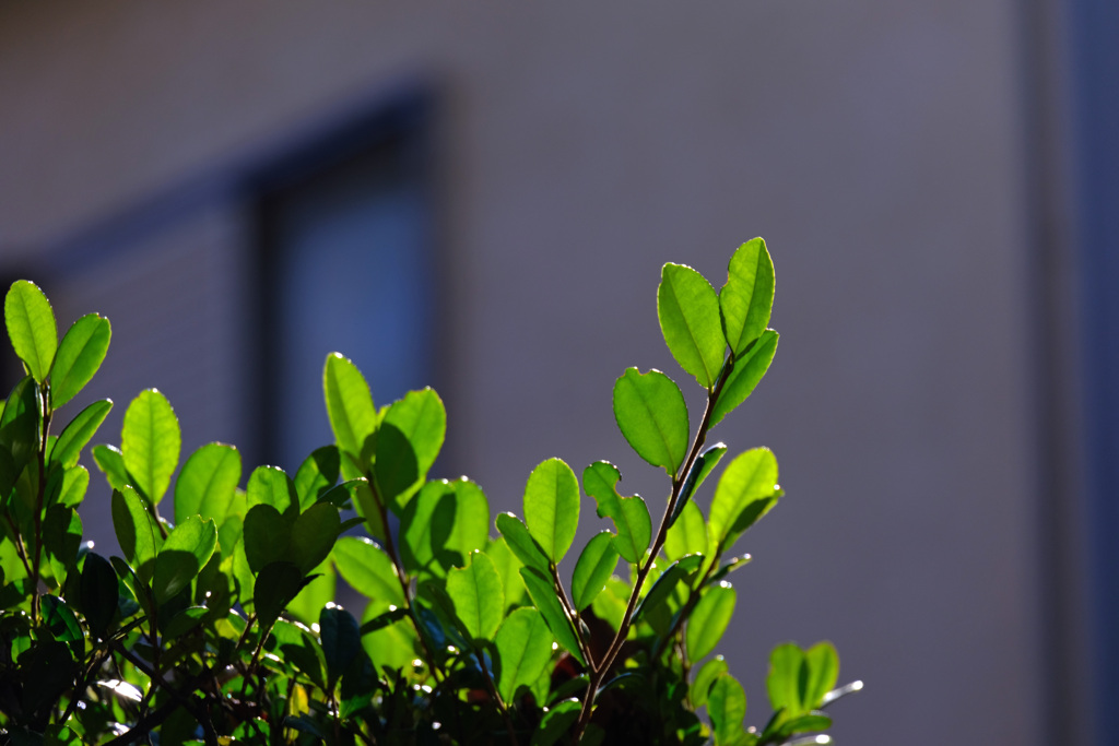 サザンカの葉の光沢