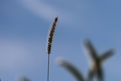 エノコログサ４