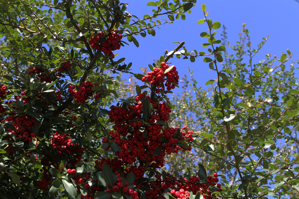 青空に映える赤い実