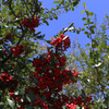 青空に映える赤い実