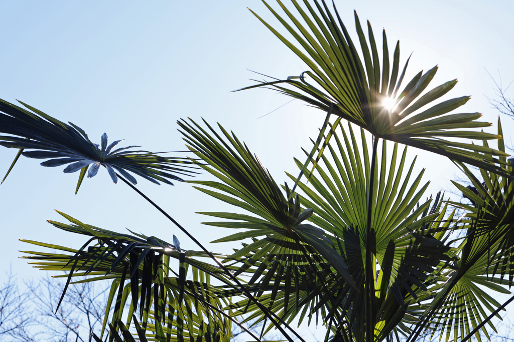 棕櫚の葉　逆光
