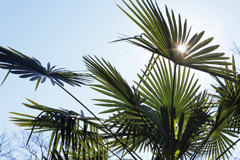 棕櫚の葉　逆光