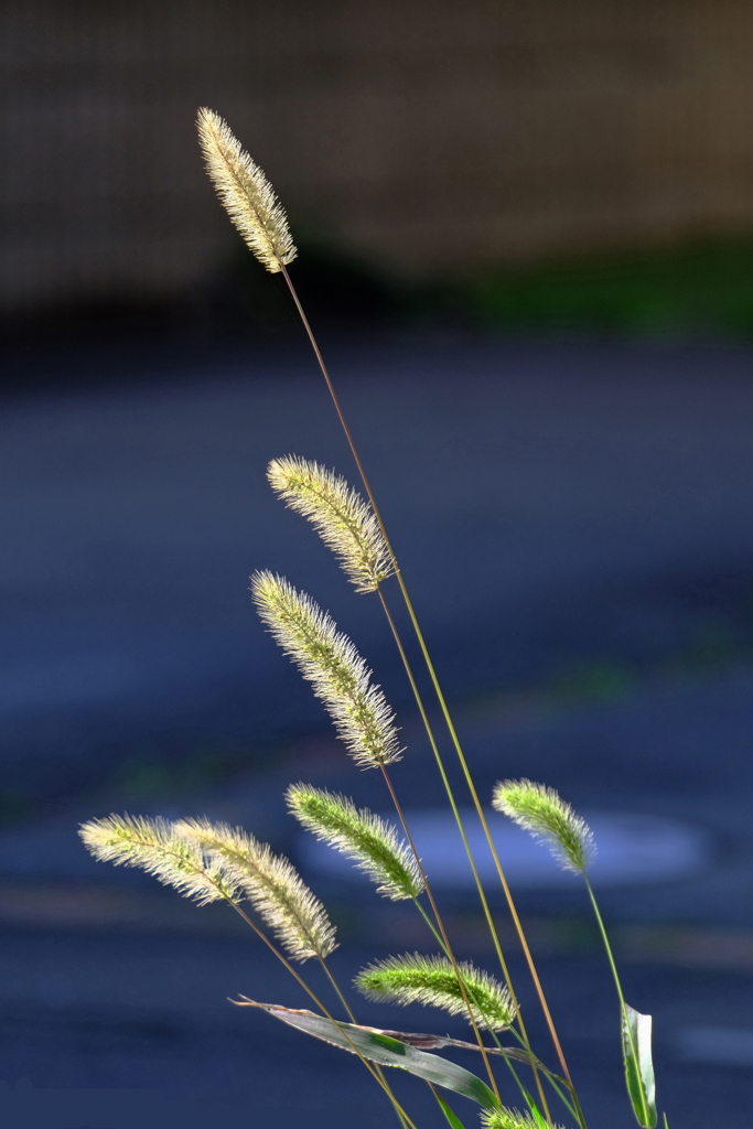 道路端のエノコログサ 3