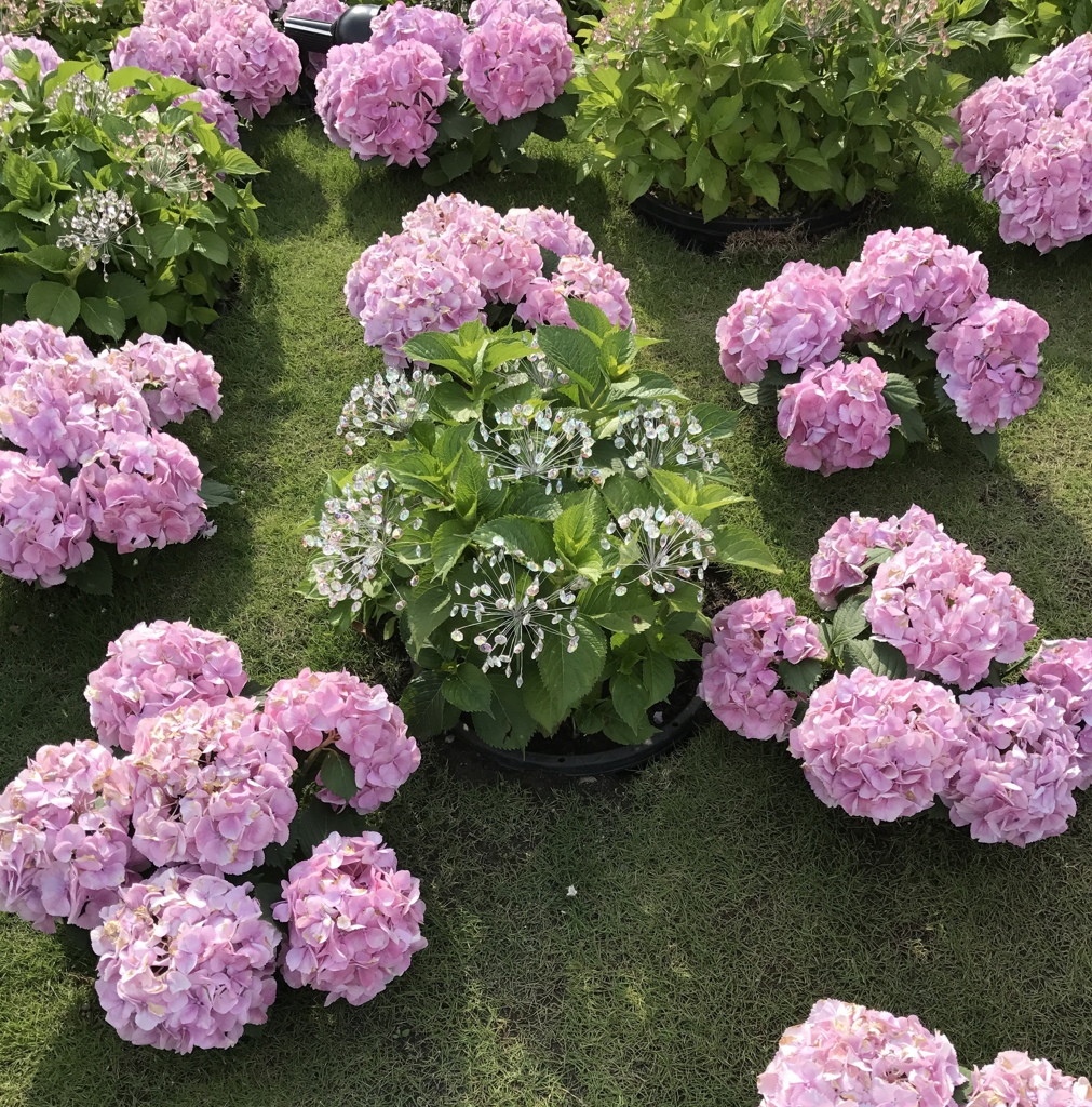 ガラスと花