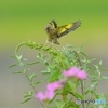 初夏の草原　カワラヒワ