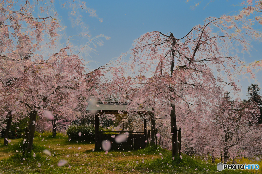 逆光の桜吹雪 By 無常の風 Id 写真共有サイト Photohito