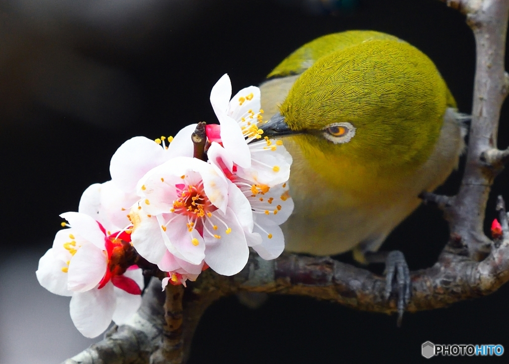 美しい梅の花も　役目を終えた