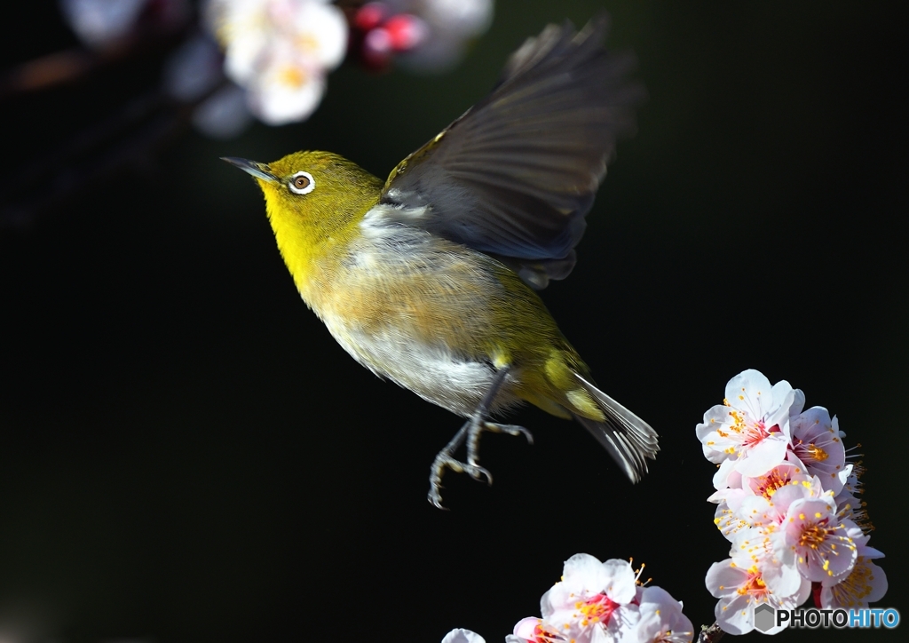 わずかな蜜を求めて　忙しいニャ