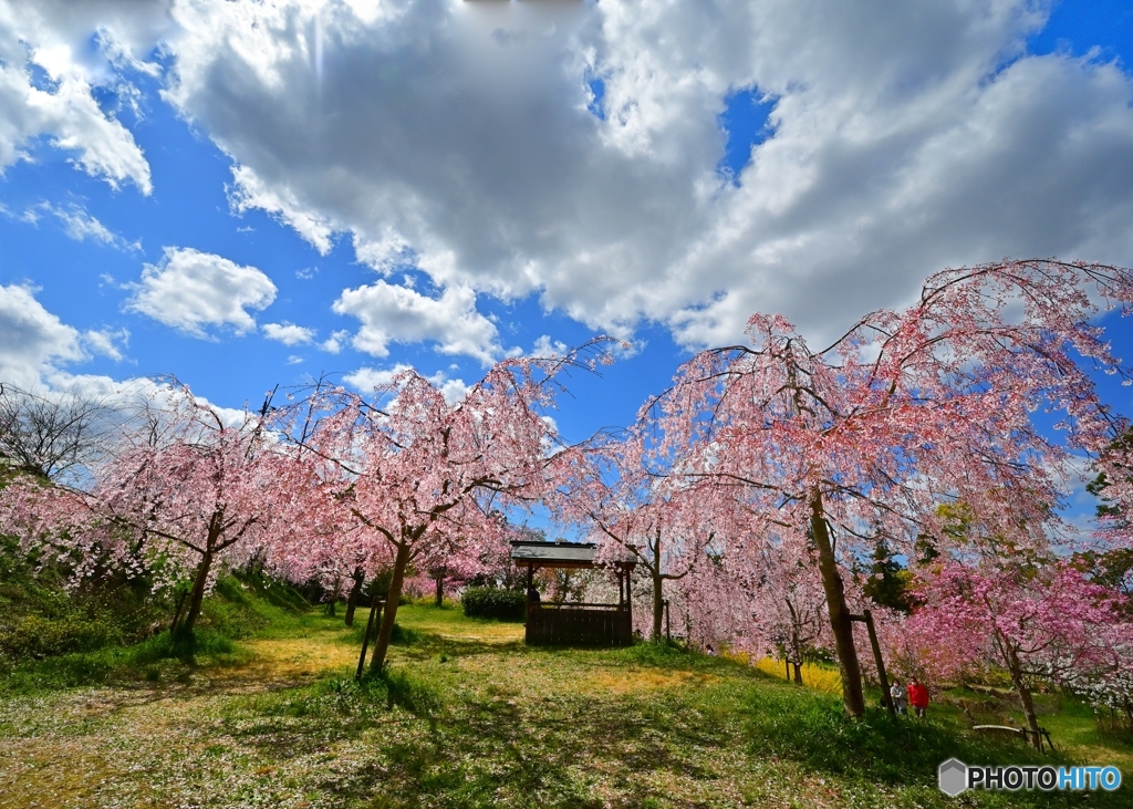 美しい桜の花も　散ってしまった