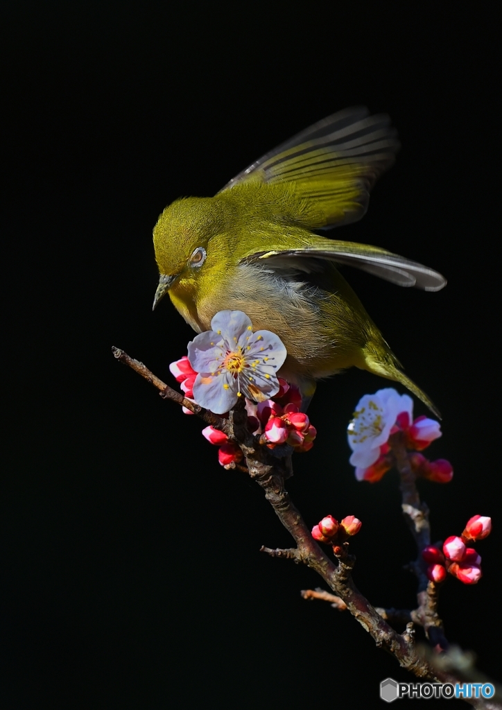 おいしい　梅の蜜