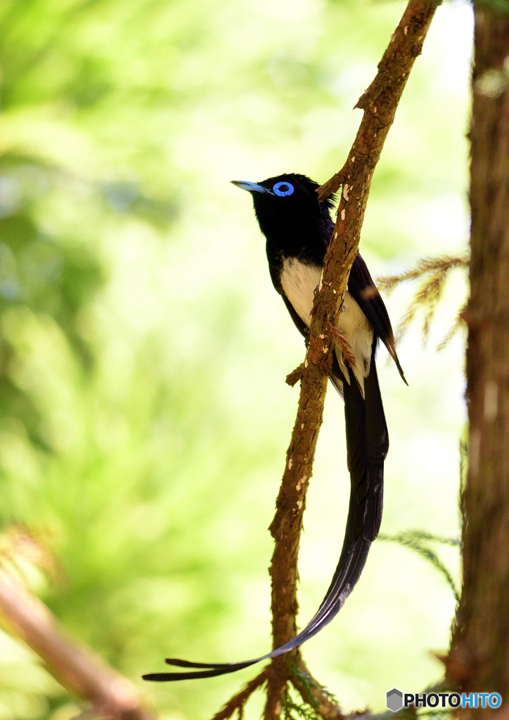 サンコウチョウの季節だよ