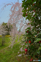 しだれ桜とツバキの花