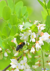 どこに蜜があるのか　わかるよ