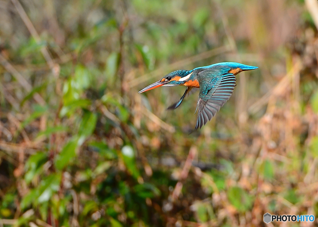 獲物発見　目標捕捉（ほそく）