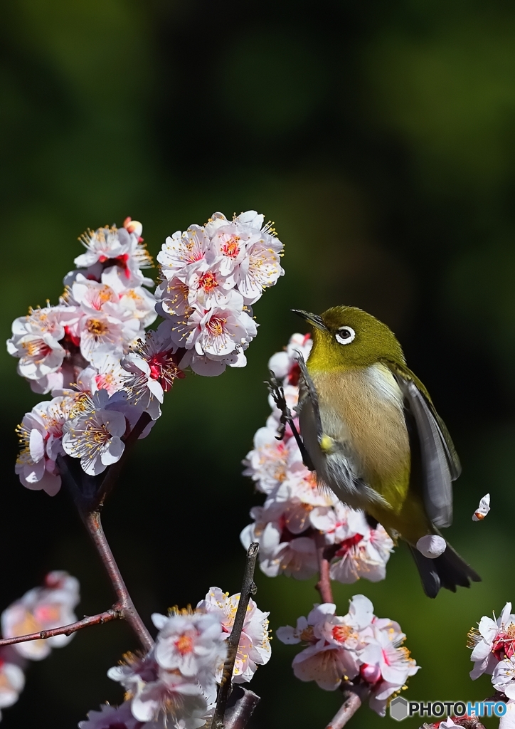 花びらを蹴散らして　ジャ～ンプ