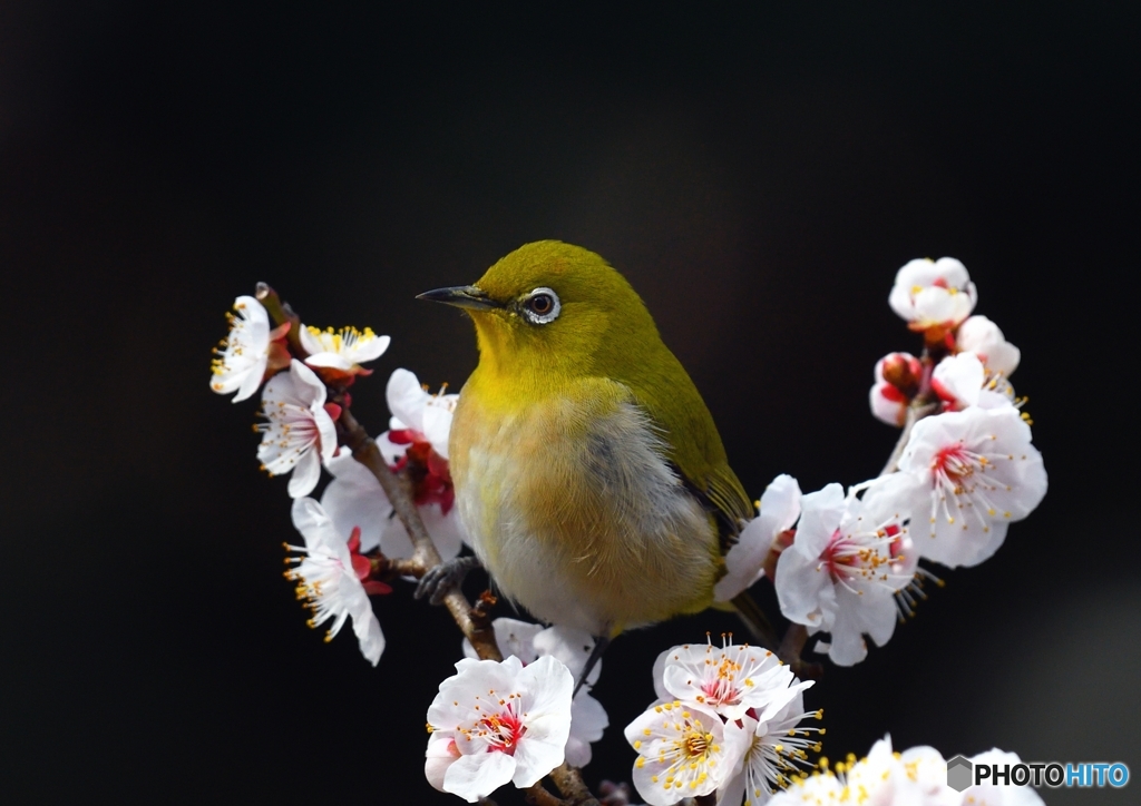 玉座 ぎょくざ に座る By 無常の風 Id 写真共有サイト Photohito