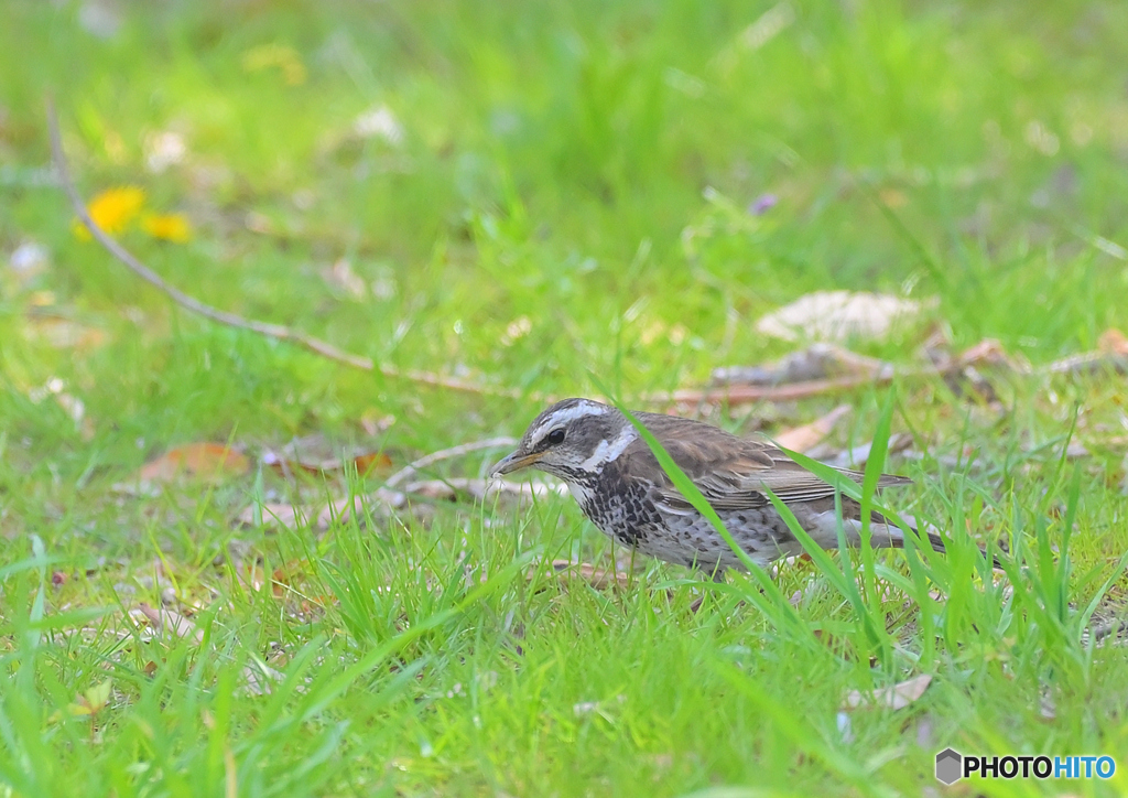 きみ　色が黒いね