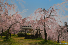 美しい桜の花も　散ってゆく