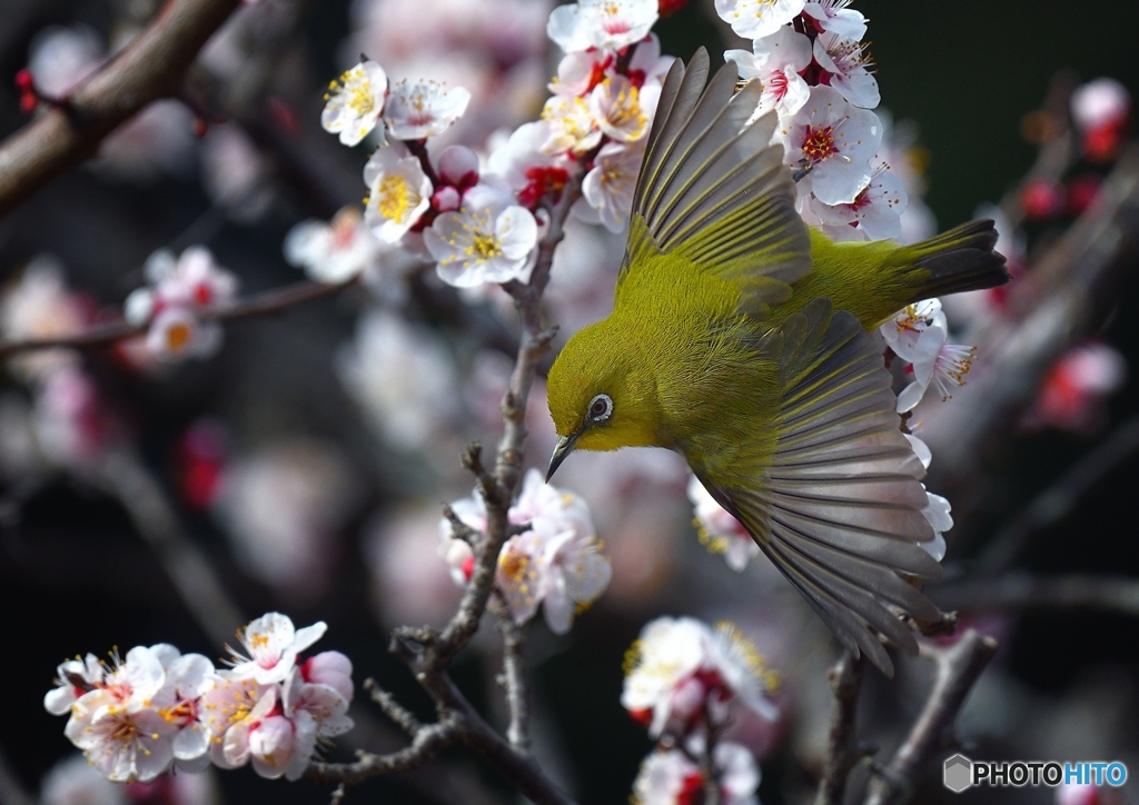 自然の愛を求めて　花から花へ