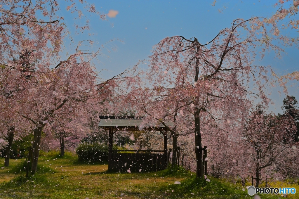 思えばわびし　桜吹雪