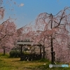 思えばわびし　桜吹雪