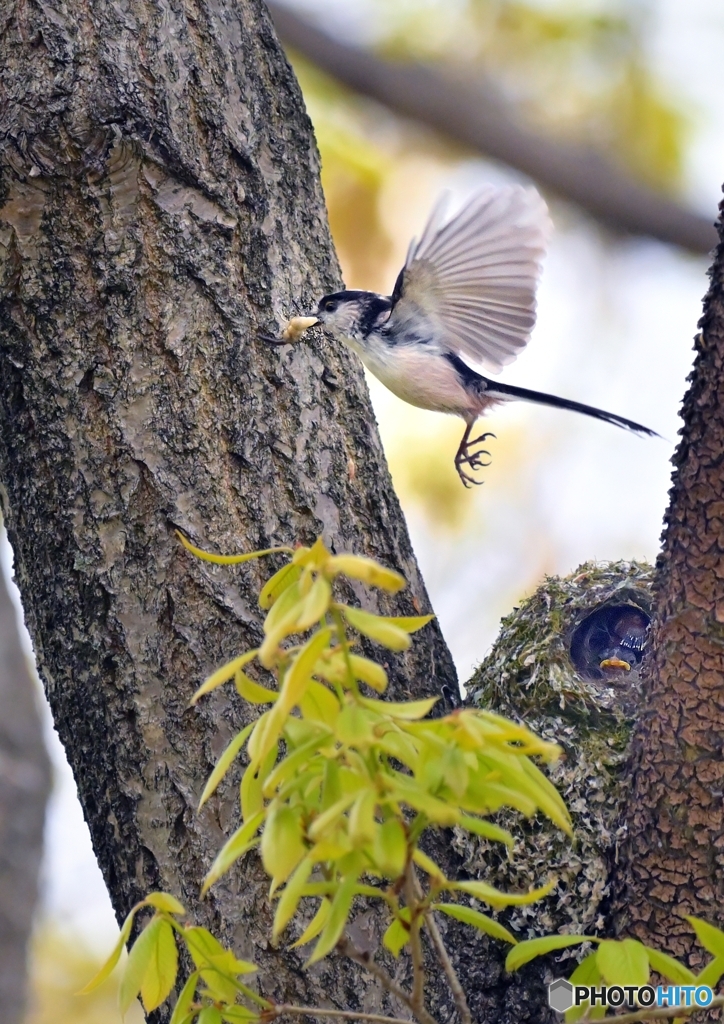 ヒナのウンコを運ぶ