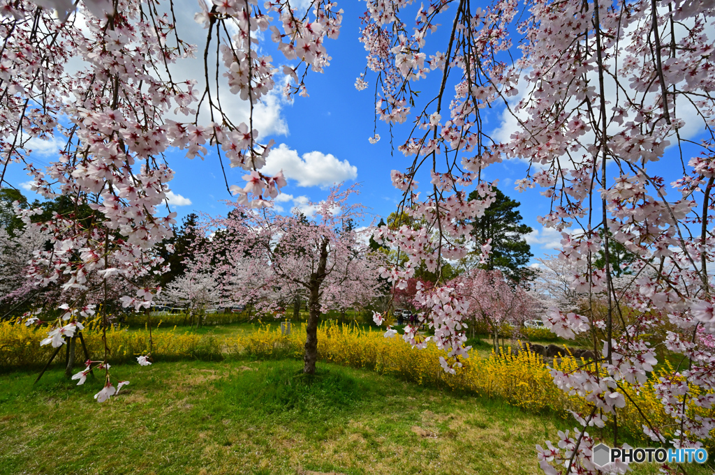 花は　人の一生を　わずかな時間で見せてくれる