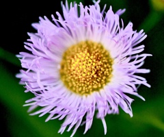お花