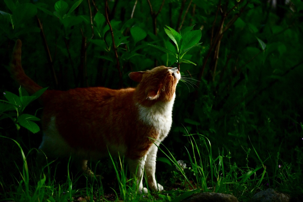 鶴見緑地公園の野良猫ちゃん