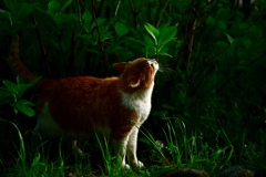 鶴見緑地公園の野良猫ちゃん