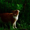 鶴見緑地公園の野良猫ちゃん