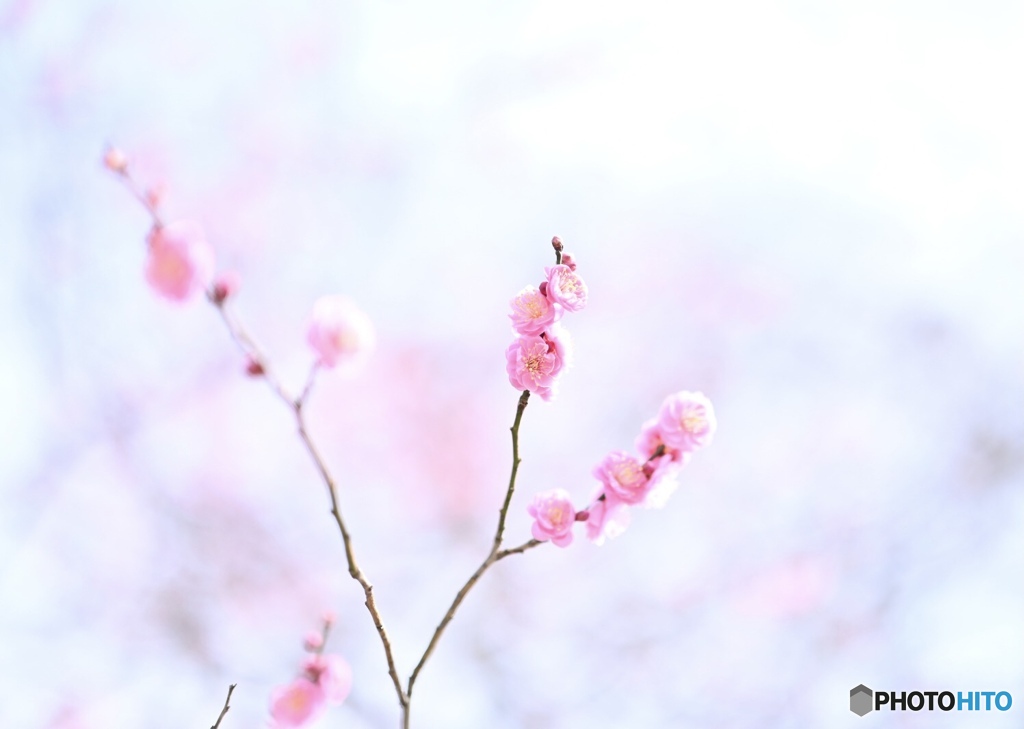 京都御苑　梅花