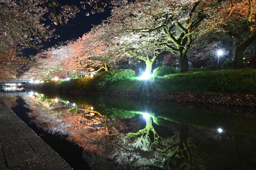 富山県松川ばりの夜桜2