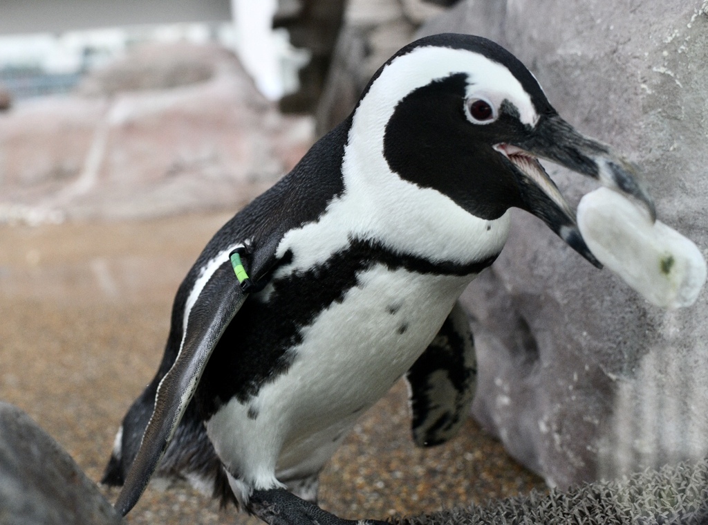 ケープペンギンの足運び