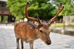 東大寺南大門付近　牡鹿ちゃん