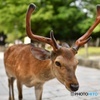 東大寺南大門付近　牡鹿ちゃん