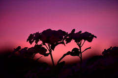 紫陽花と夕焼け